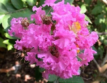1000 Bulk CREPE MYRTLE Mixed Colors Lagerstroemia Indica Mix Tree Shrub Flower Seeds - Red, Purple, Light Pink, Dark Pink, White, & Lilac